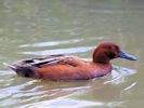 Cinnamon Teal (WWT Slimbridge May 2013) - pic by Nigel Key